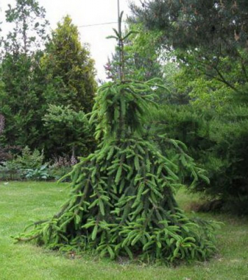 ель обыкновенная 